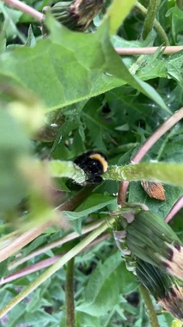 Пушистый шмель смотреть онлайн