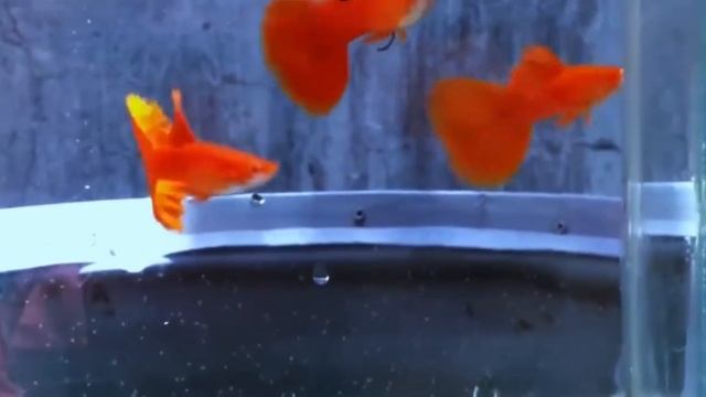 гуппи красная(guppy full red) смотреть онлайн