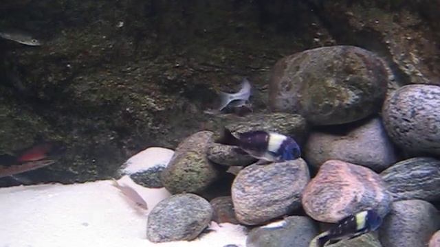 Tropheus with friends смотреть онлайн