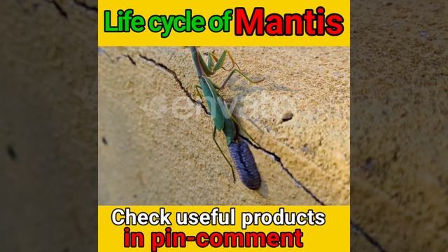 Life cycle of mantis #shorts #prayingmantis #prayingmantislifecycle #mantis #lmantislifecycle смотреть онлайн
