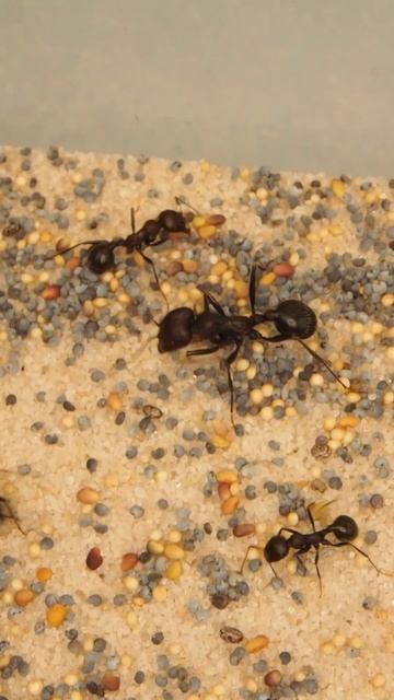 Гиганты пустынь - Messor Arenarius #viral #insects #shorts смотреть онлайн