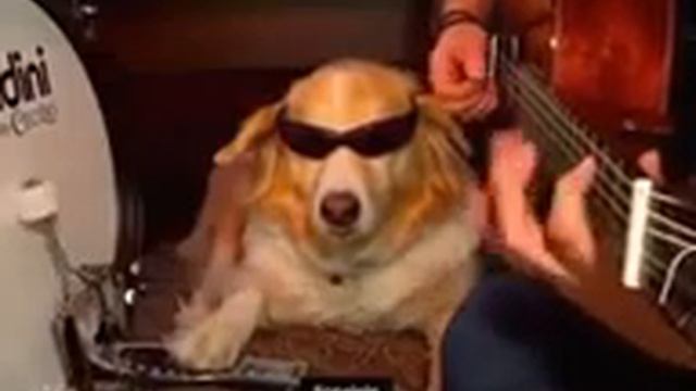 Kira sapchik it смотреть онлайн