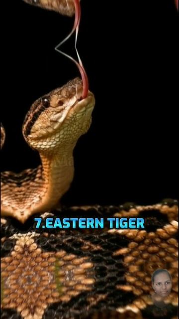 Top 10 Most Dangerous Snakes in the world#short #snakes #shorts смотреть онлайн