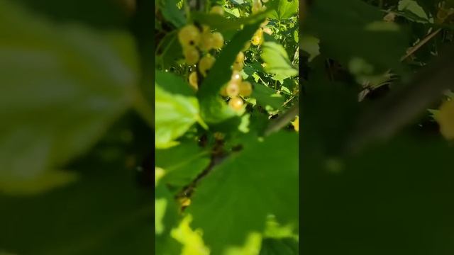 Белая смородина. 19 июля 2023 года смотреть онлайн