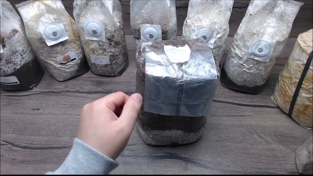 Pilzzucht Experimente Vom 08.04.23 | Pioppino | Cordyceps Sporen | Abalone | Weißes Judasohr