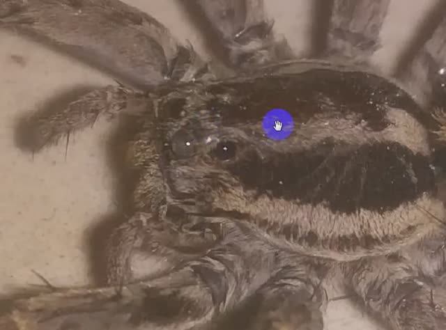 Паучок и его удивительные друзья