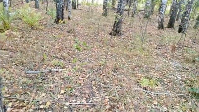 Целое ведро грибов, подберезовики. #нефтекамск