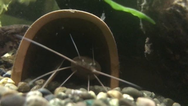 靴下(土管)に入って寝てるイールキャット смотреть онлайн