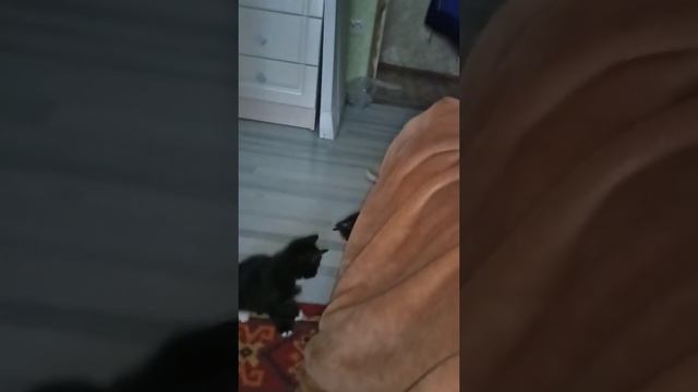 Мама кошка и котятки!!! Смотреть до конца!! смотреть онлайн