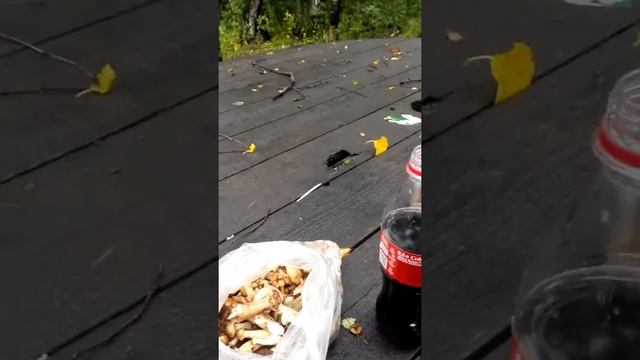 Саня Макеевка смотреть онлайн