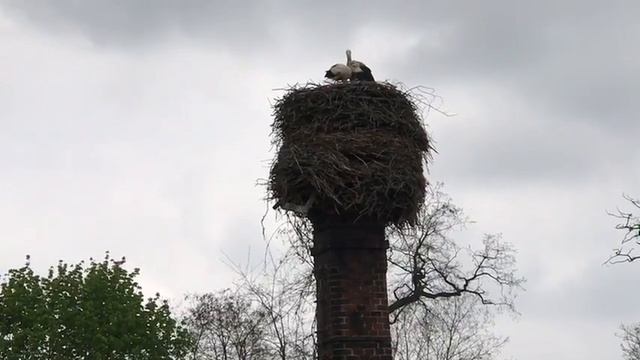 Аисты в Мошней смотреть онлайн