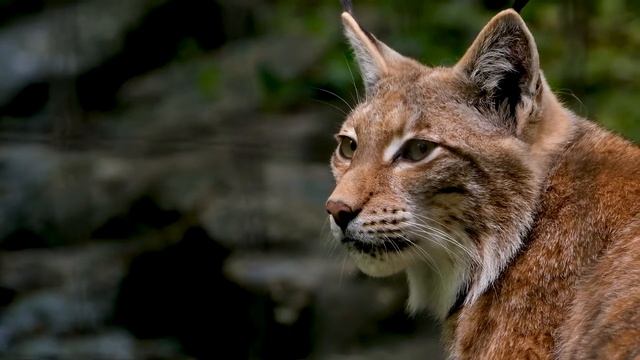 #природа #Nаture смотреть онлайн