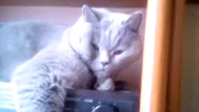 Британская кошка.mp4 смотреть онлайн
