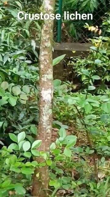 Crustose lichen смотреть онлайн