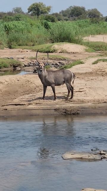 Waterbuck Bull by the Olifants River in Kruger Park. #wildlife #safari #nature #africanwildlife смотреть онлайн