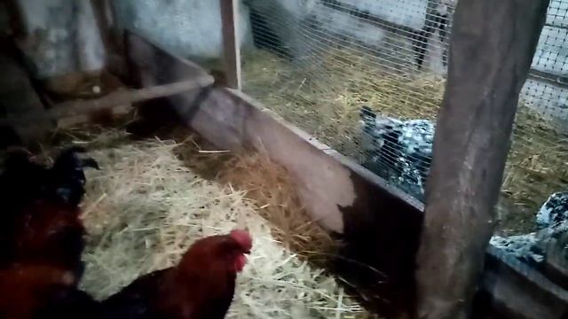 Будни Птицевода!!! смотреть онлайн
