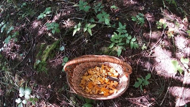 По грибы 28 августа 2021г.