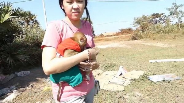 Monkey Baby Dodo And Mom Rescue Abandoned Kitty Cat When Outside