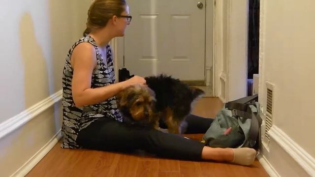 tara meets the dogs first after Japan смотреть онлайн