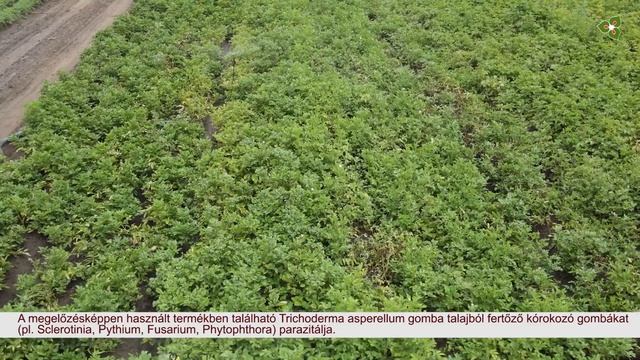 Bevált Gyakorlatok Az ökológiai Gazdálkodásban - Bio Burgonyatermesztés Hajdúhadházon