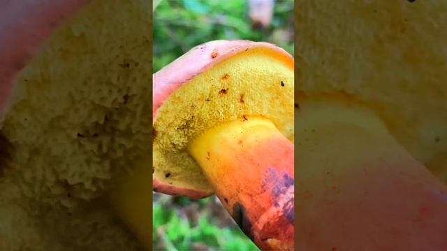 Моховик припорошенный (Cyanoboletus pulverulentus) short #shorts смотреть онлайн