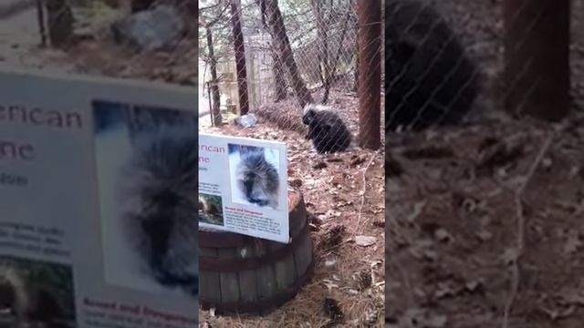 Porcupine Doing the Truffle Shuffle смотреть онлайн