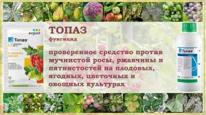 Топаз фунгицид- проверенное средство против болезней ягодных, плодовых, цветочных и овощных культур.