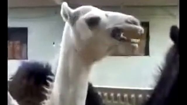 Верблюда защекотали camel and tickling смотреть онлайн