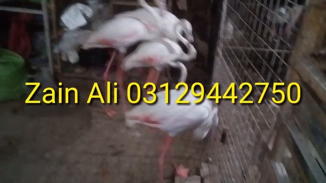 Pink & White Flamingo Birds Available 03129442750 Zain Ali Farming in Pakistan смотреть онлайн