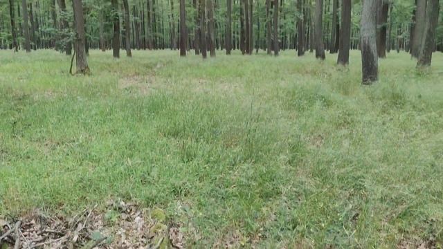 Этот нежный моховик