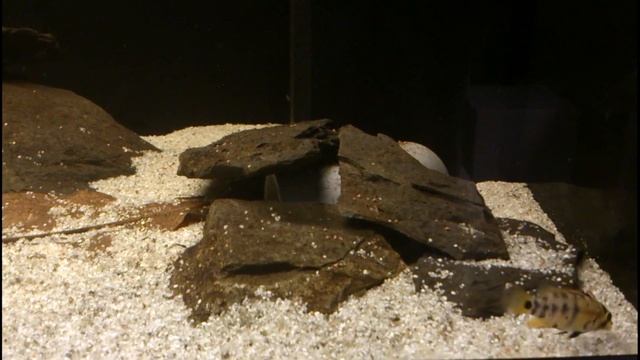Apistogramma Baenschi (Part 2) смотреть онлайн