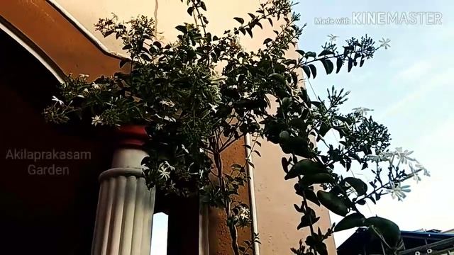 முல்லைக் கொடியை சிறிய தொட்டியில் வளர்த்து அதிக பூக்கள் பூக்க வைப்பது எப்படி?/Care of Mullai plant смотреть онлайн