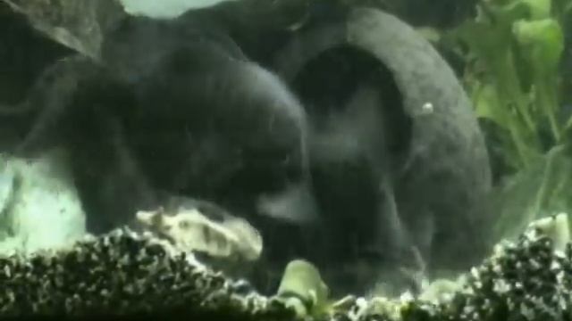 Brutalna walka o ikrę - sum vs zbrojnik смотреть онлайн