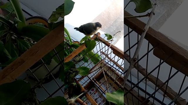 На свободу хочется, но страшно смотреть онлайн