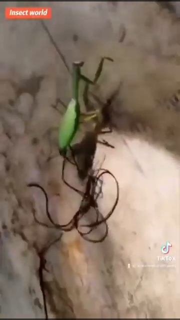 Nightmare Fuel! Horsehair Worms! смотреть онлайн