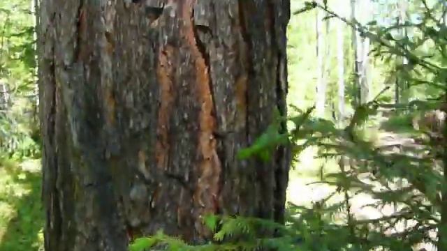 Ориентирование в тайге по лишайникам (продолжение) 4