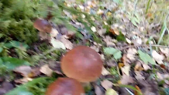 10 ноября 2023 г. смотреть онлайн