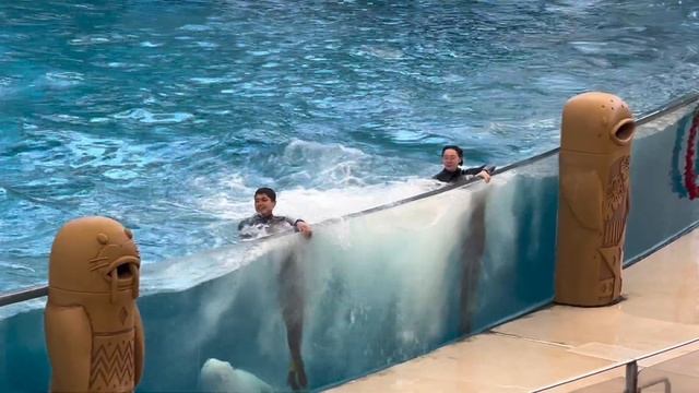 Beluga Whale Show💞Hakkejima Sea Paradise #2🇯🇵 смотреть онлайн