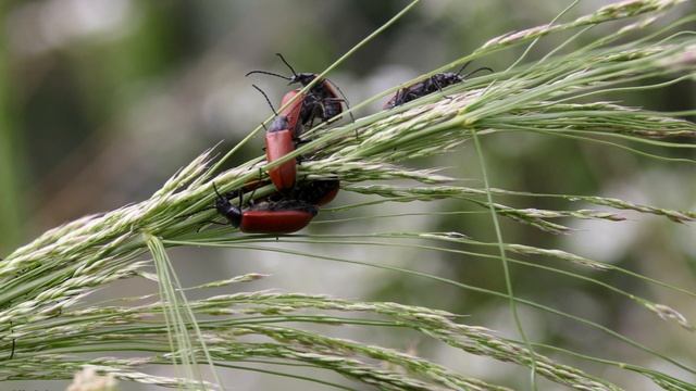 אומופלוס סורי, חיפושיות שוחרות פרחים 🎋 Omophlus Syriacus смотреть онлайн