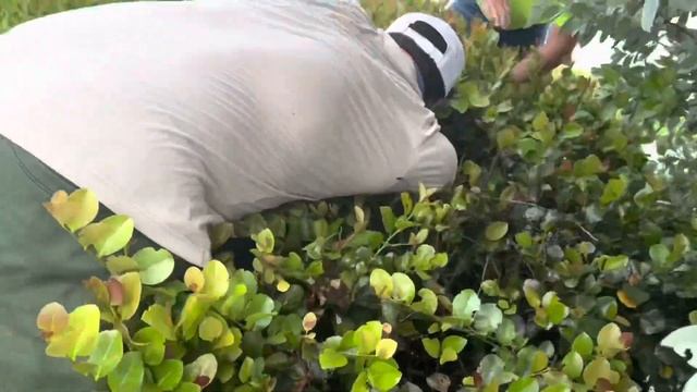 Day 42 Hired to Remove Nuisance invasive Iguanas From Private Property Fishing For Sharks & Piranha смотреть онлайн