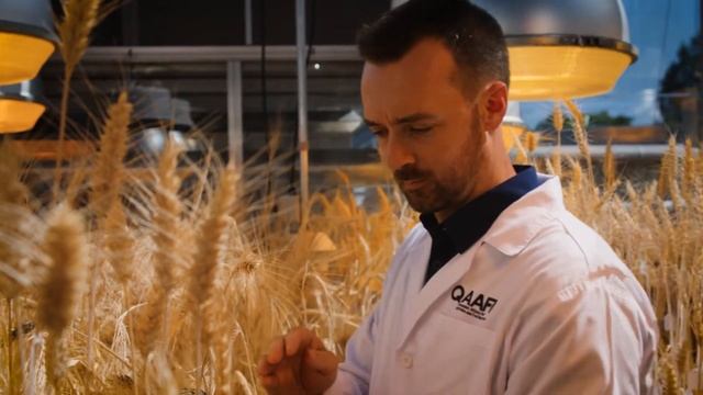 Ученые ускорили рост пшеницы в три раза смотреть онлайн