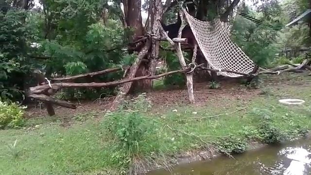 Тайланд. Май 2017 г. Зоопарк Као-Кхео. Обезьяны. смотреть онлайн