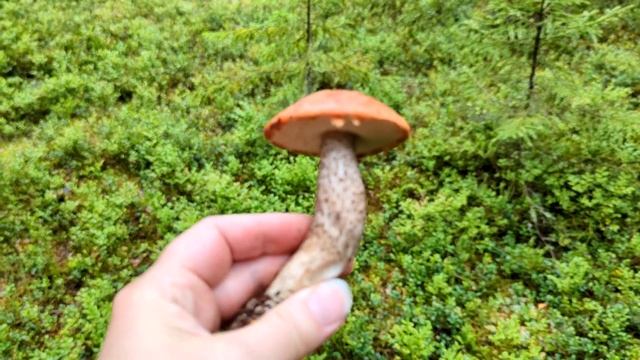 Подосиновик сосновый (Leccinum Vulpinum). Как выглядит гриб на месте произрастания.