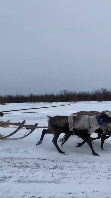 День оленевода в Инте 2023 💙🦌 #россия #инта #север #олень #олени #коми #поезд #ржд #оленеводы смотреть онлайн