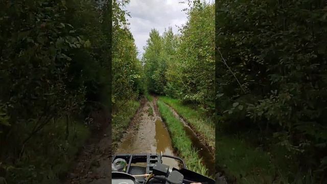 Едем из леса🌲 Столько грибов я не видела никогда! В конце видео покажу🙂 смотреть онлайн