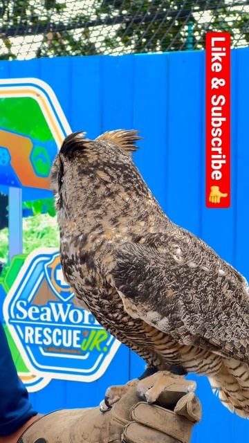 Great horned owl🦉#shorts #birds #owl #owls #seaworld #animals #ovo #travel #fypシ смотреть онлайн