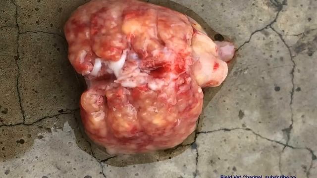 Brooder Pneumonia Symptoms, Aspergillosis In Chickens, Video For Vet, Learn At Poultry Ranch