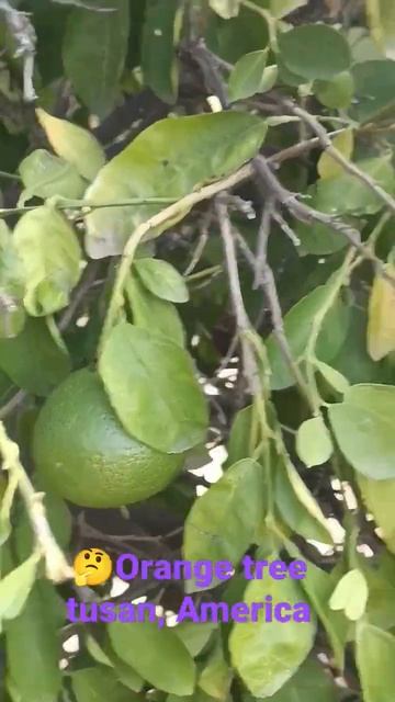 strange for me to see orange in tusan #awareness #viral #new #viralvideo #fruit #tusan #america смотреть онлайн