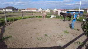 Учим лошадь отвечать на давление ног /обучение лошадей / кабардинская порода лошадей/ M-H