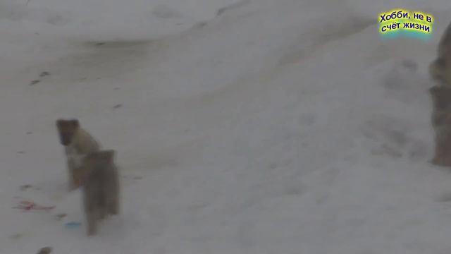 Волки цивилизации смотреть онлайн